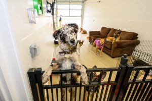 Pets a Go Go Stamford Celebrates Grand Opening