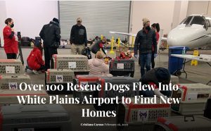 Million Air Helps Unite Homeless Dogs With Their Forever Families